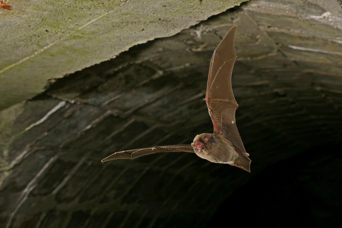 #Lloviu virus might not be so rare. We find growing evidence for its continuous circulation throughout the entire range of Schreiber’s 🦇. Here is our fresh preprint and the second wild-type LLOV isolate from Europe. ⬇️