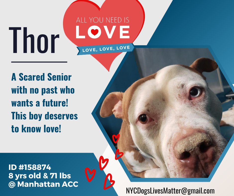 ckarr2's tweet photo. 8y/o THOR, dumped w/o comment other than "he bit" during a family spat. We don't get his side of the story but no dog bites w/o reason, can't call 911, only flight or fight. Now he has nothing, no one, 2 crap photos of a forlorn soul, so few #pledges = dead dog 12/6 #SaveTHOR https://t.co/J6s2INzpzx
