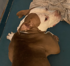 ckarr2's tweet photo. 8y/o THOR, dumped w/o comment other than "he bit" during a family spat. We don't get his side of the story but no dog bites w/o reason, can't call 911, only flight or fight. Now he has nothing, no one, 2 crap photos of a forlorn soul, so few #pledges = dead dog 12/6 #SaveTHOR https://t.co/J6s2INzpzx