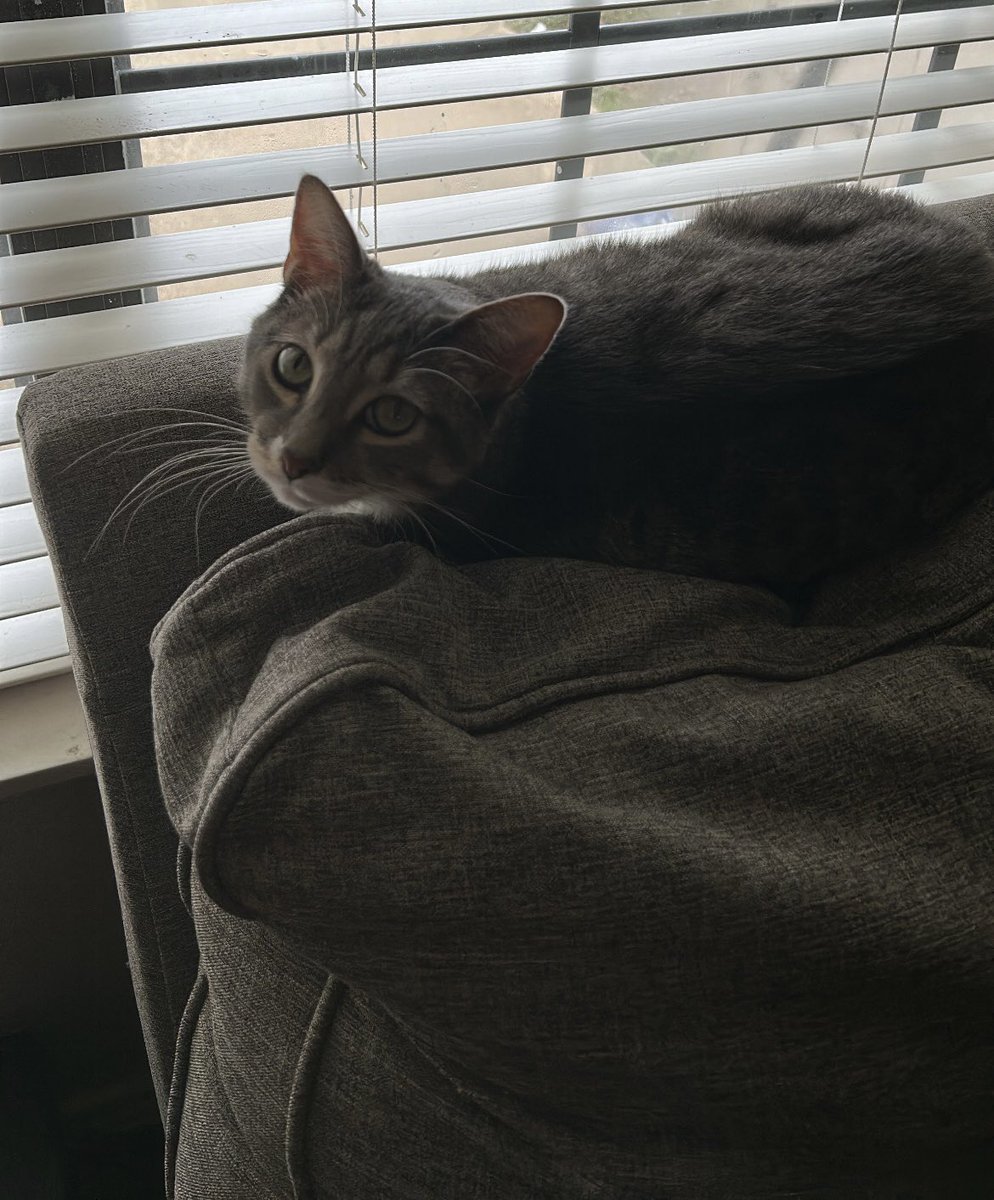 My cute cat #dcfuture24 #cosmo <a href="/ms_caffrey/">ms_laura_caffrey</a>