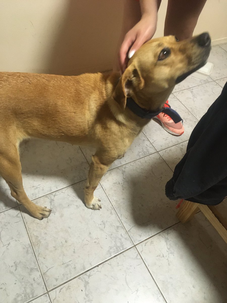 Encontramos a esta perrita y nos siguió. Estaba en la parada 31 de la Mansa, Maldonado.
Contactos: 091720431 - 098861615