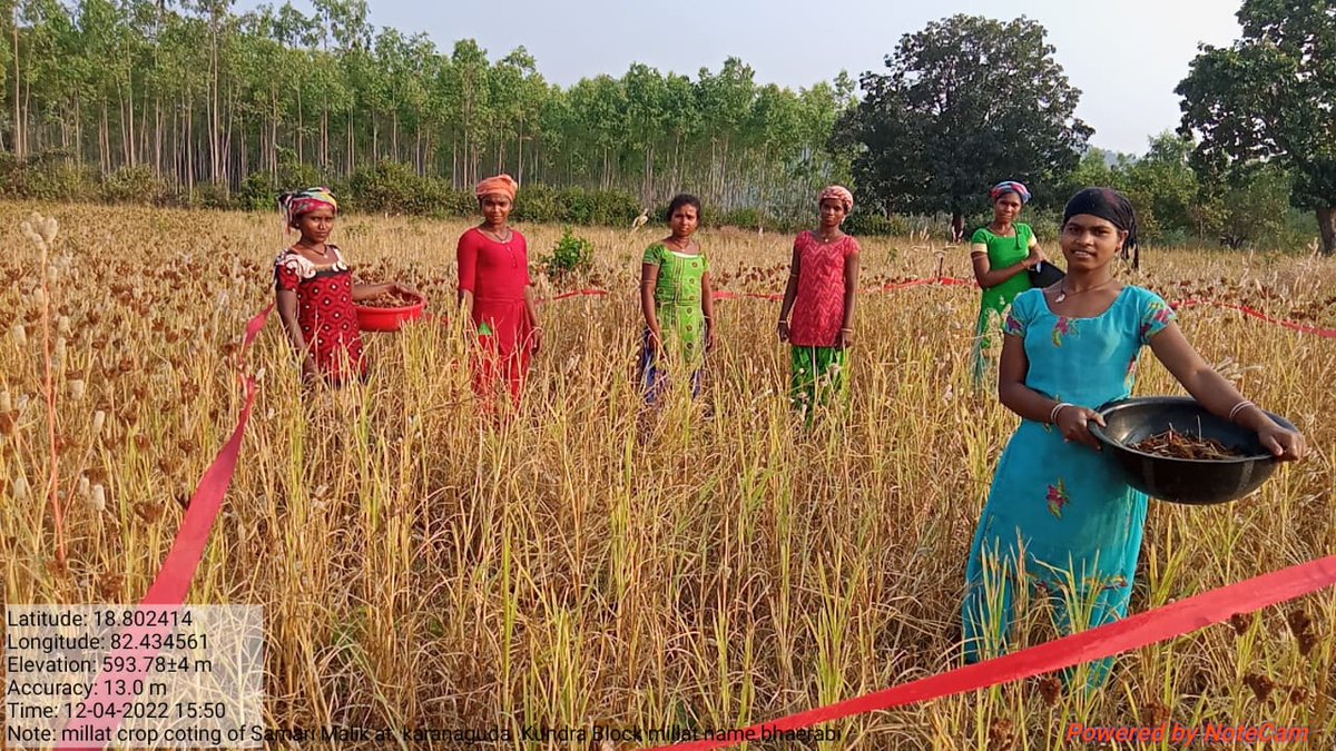 harshatrust's tweet photo. Crop-cutting demonstration facilitates farmers to harvest their crops more efficiently. Millet crop cutting demonstration at Karanaguda, Kundra block.
#harshatrust #AxisBankFoundation #kundra @MilletsOdisha https://t.co/6EIBmBahSR