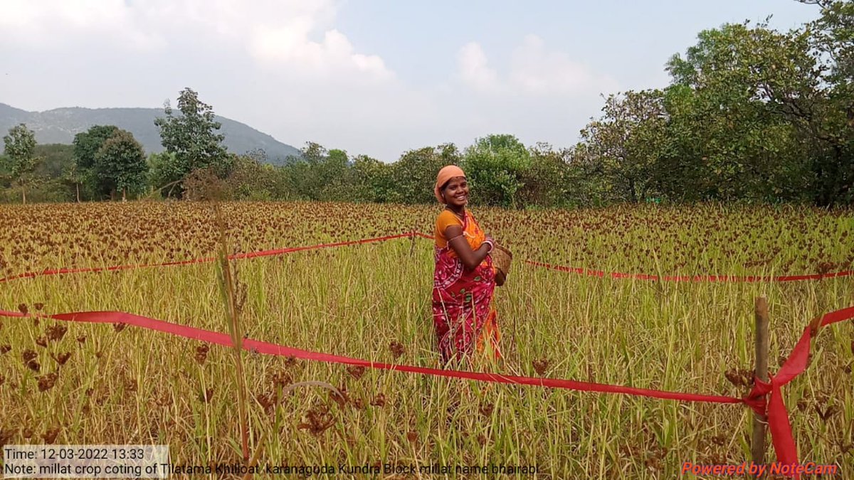 harshatrust's tweet photo. Crop-cutting demonstration facilitates farmers to harvest their crops more efficiently. Millet crop cutting demonstration at Karanaguda, Kundra block.
#harshatrust #AxisBankFoundation #kundra @MilletsOdisha https://t.co/6EIBmBahSR