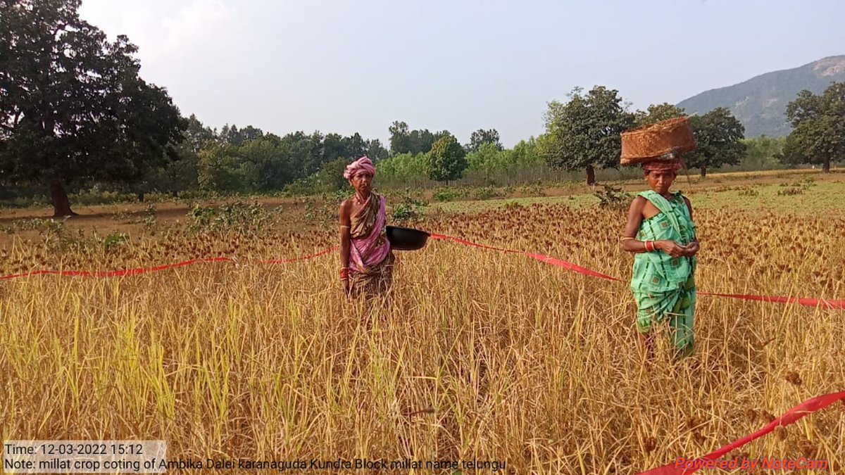 harshatrust's tweet photo. Crop-cutting demonstration facilitates farmers to harvest their crops more efficiently. Millet crop cutting demonstration at Karanaguda, Kundra block.
#harshatrust #AxisBankFoundation #kundra @MilletsOdisha https://t.co/6EIBmBahSR