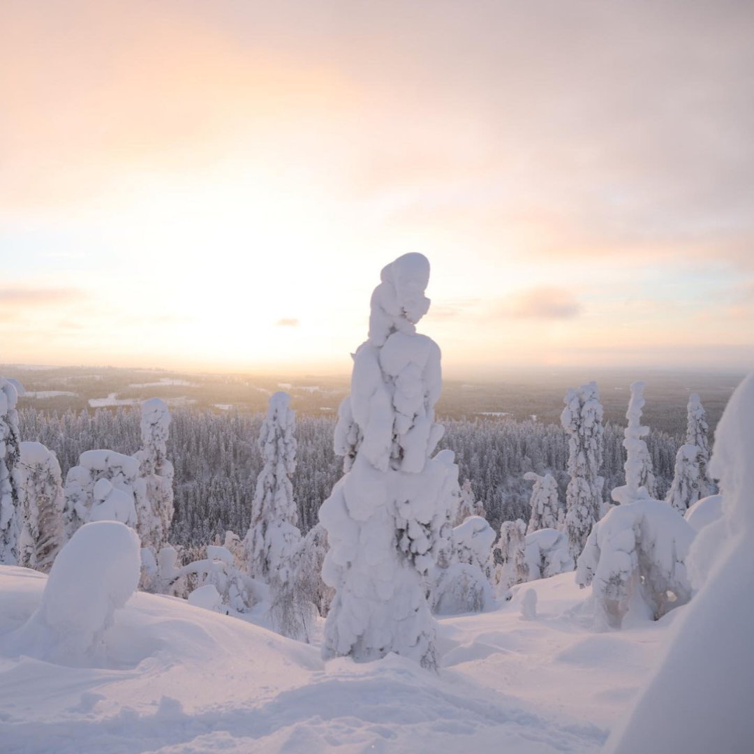 procountor's tweet image. Hyvää itsenäisyyspäivää 🇫🇮
Onnea 105-vuotiaalle kauniille kotimaallemme.

Ei laaksoa, ei kukkulaa, ei vettä rantaa rakkaampaa,
kuin kotimaa tää pohjoinen, maa kallis isien!

#onneasuomi 💙 
#itsenäisyyspäivä 

Kuva: Kolin Kansallispuisto
Valokuvaaja: Satu Mali