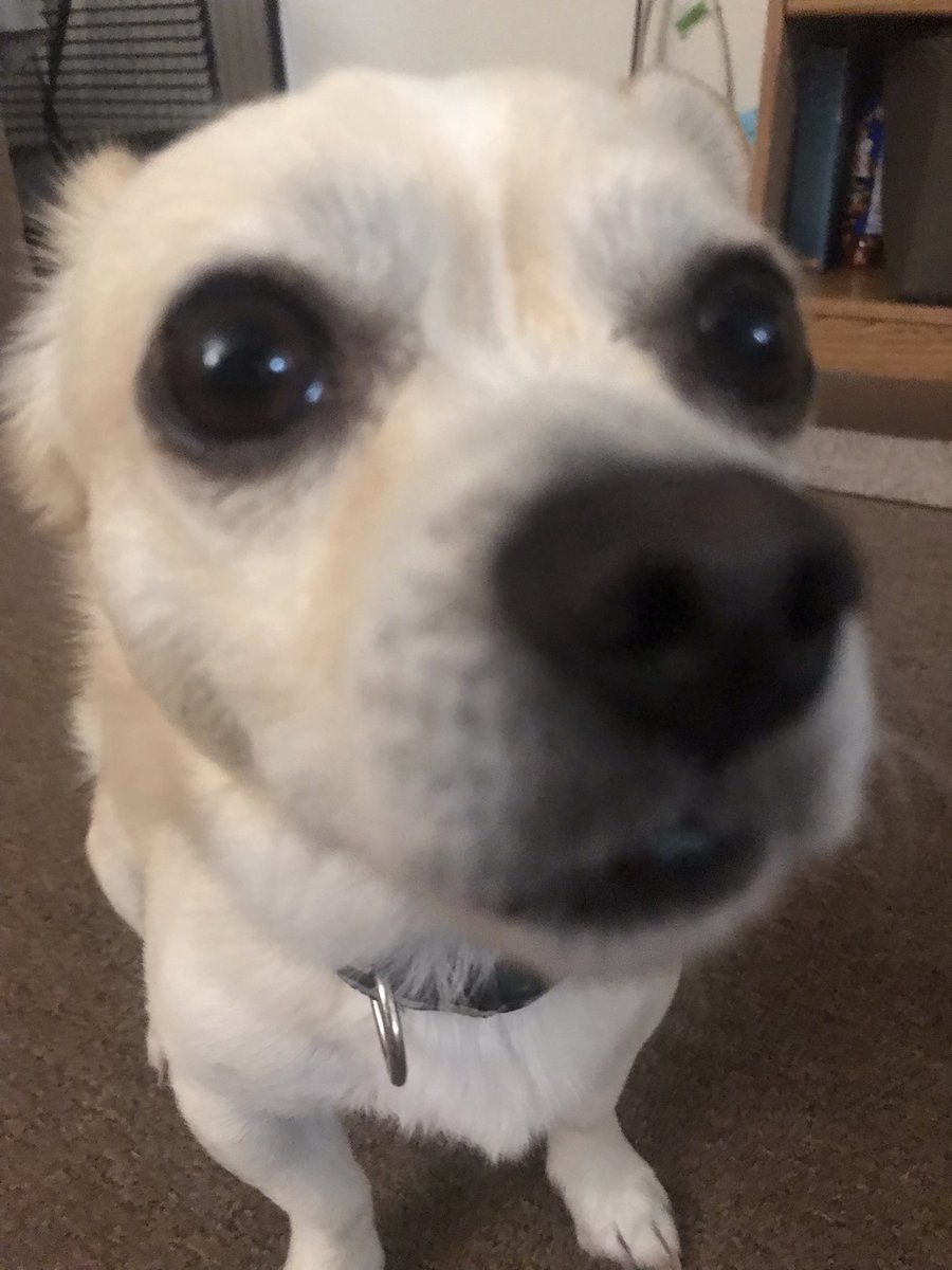 eddietheratt's tweet photo. bro thinks he a dog https://t.co/0aZJFq4CQl