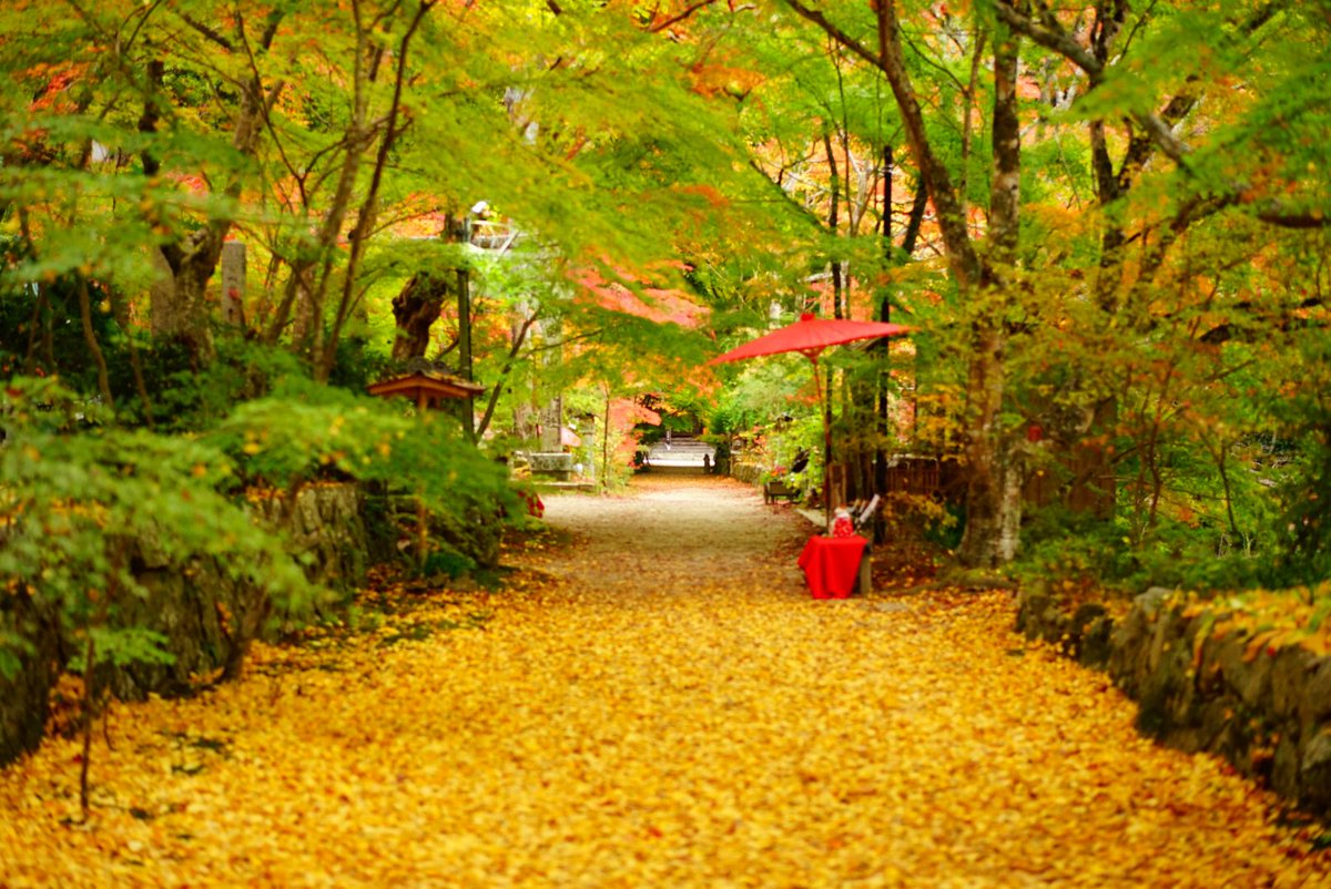 hikabuun_tennen's tweet photo. 最近のお寺は映えが凄い🍁

#長寿寺 https://t.co/Z4Z1gzITGb