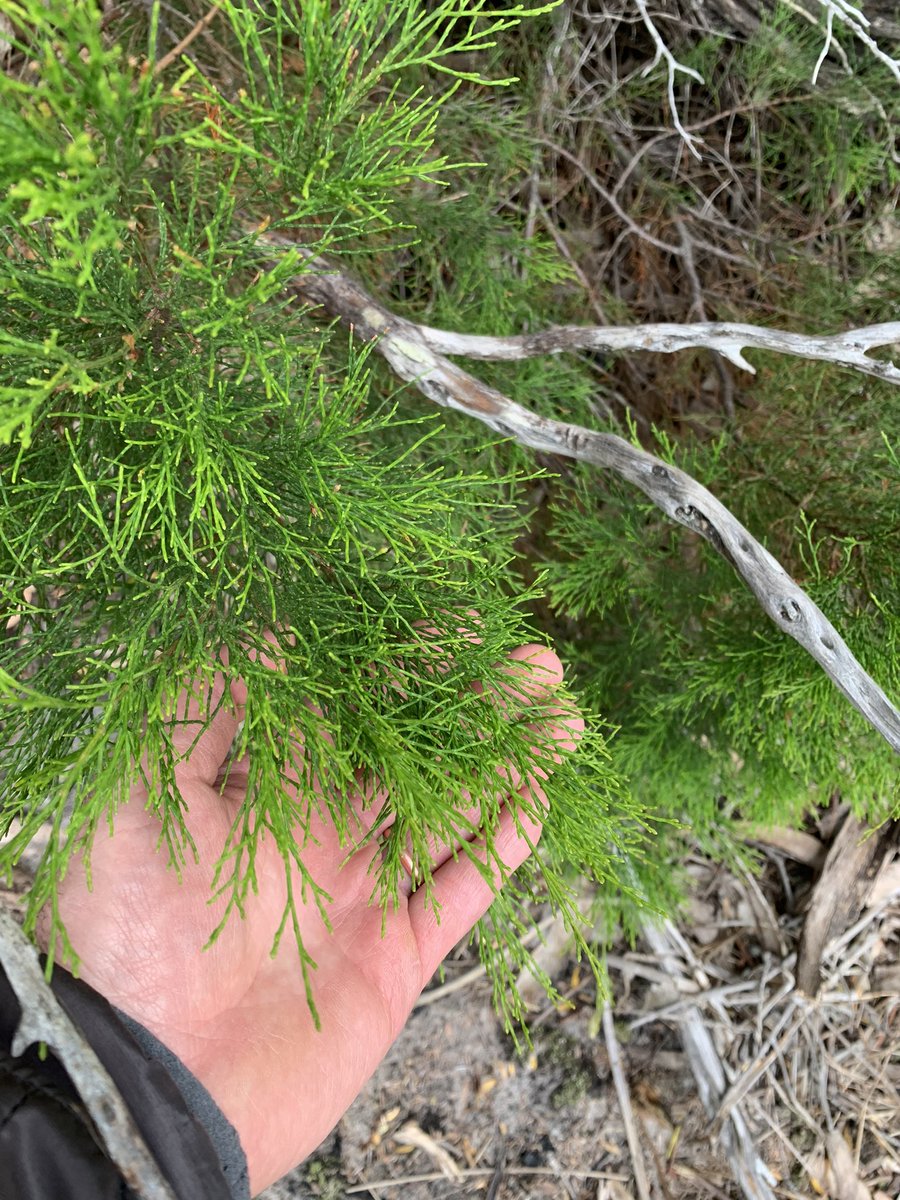 The dunes surrounding the lagoon support significant ecological communities such as the Oyster Bay Pine (Callitris rhomboidea) forest. Dense stands of young Oyster Bay Pine appear to be replacing the dead Eucalyptus canopy trees, possibly in response to past fire.