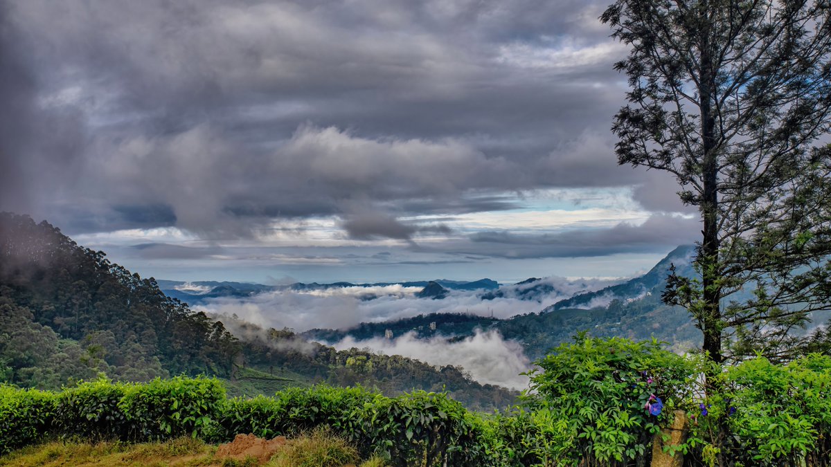 tt3045's tweet photo. Mist shrouded valley: Munnar
 
#Photographer #NaturePhotography #LandscapePhotography #Nature #Landscape #Seascape #Kerala #GodsOwnCountry #Munnar

If you like what you see, please follow for more. https://t.co/FpsB6lNZaX