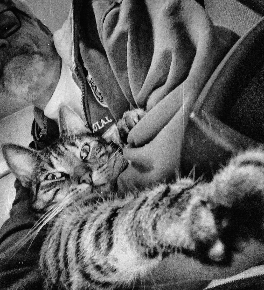 Guten Morgen!
Kraulen statt Kaffee kochen.

#cats #CatsofTwittter