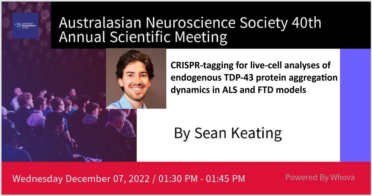 Sean Keating (@seankeato) on Twitter photo I'm at #ANS2022 and looking forward to giving a talk tomorrow about my work using #CRISPR-tagging and live cell imaging to study #TDP43 aggregation in #ALS and #FTD! Come check it out during the 'New Developments in Neuroscience' session ๐ค๐ฌ๐ง <a href="/AusNeuroSoc/">Australasian Neuroscience Society (ANS)</a> I'm at #ANS2022 and looking forward to giving a talk tomorrow about my work using #CRISPR-tagging and live cell imaging to study #TDP43 aggregation in #ALS and #FTD! Come check it out during the 'New Developments in Neuroscience' session ๐ค๐ฌ๐ง <a href="/AusNeuroSoc/">Australasian Neuroscience Society (ANS)</a>