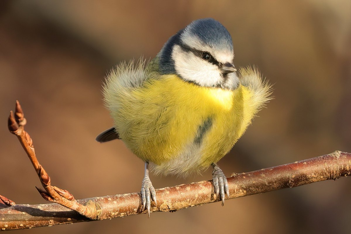 Blue Tit 
All Fluffed Up 
#TwitterNatureCommunity #teifimarshes @BBCSpringwatch @birdwatchingmag @VisitPembs @BBCCymruWales