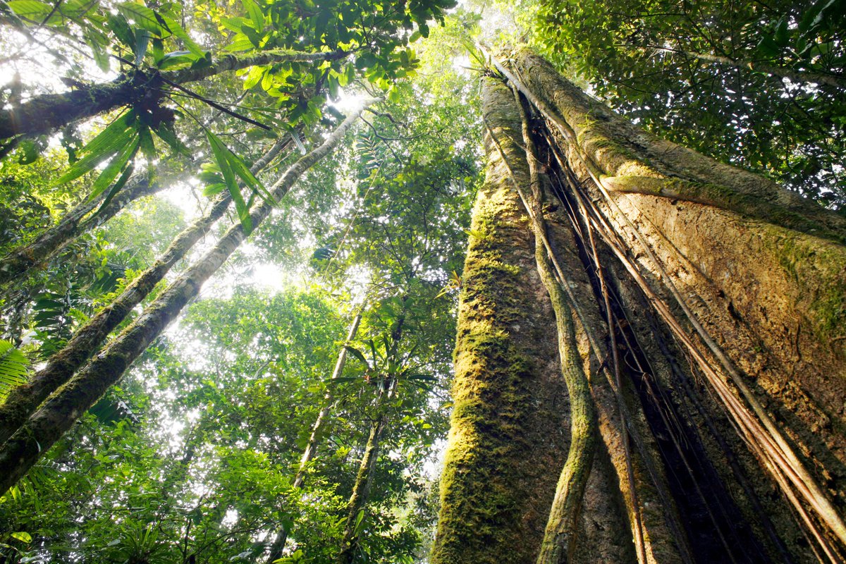 WWFEU's tweet photo. Historic deal reached to keep #deforestation off the EU market! 

A victory for the world's forests, people, wildlife, EU consumers &amp; 1.2 million citizens who raised their voices for a strong law. 

#Together4Forests #TogetherPossible

Our take
👉https://t.co/qcsJr3naqC https://t.co/RyB0mmfEpe