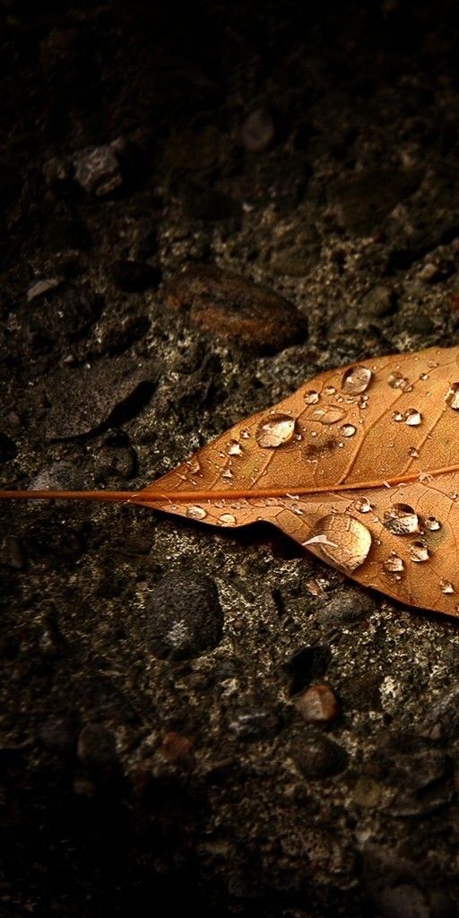 manikarnika_13's tweet photo. 🦋🌿

मोतियों जैसी चमकती ओस की बूंदें ,,
जब गिरीं ,,  सूखे हुए पत्तों पर ,,
मानो कुदरत का कोई खजाना मिल गया ,
कोई अजनबी अचानक से पुराना मिल गया ,
शर्मा उठा , बेजान सा पत्ता भी ,
जैसे , इसको खोया यौवन दुबारा मिल गया ...

#स्वलिखित
#मणिकर्णिका
#बज़्म
#HPEDK🐥 https://t.co/30La7FYMfR
