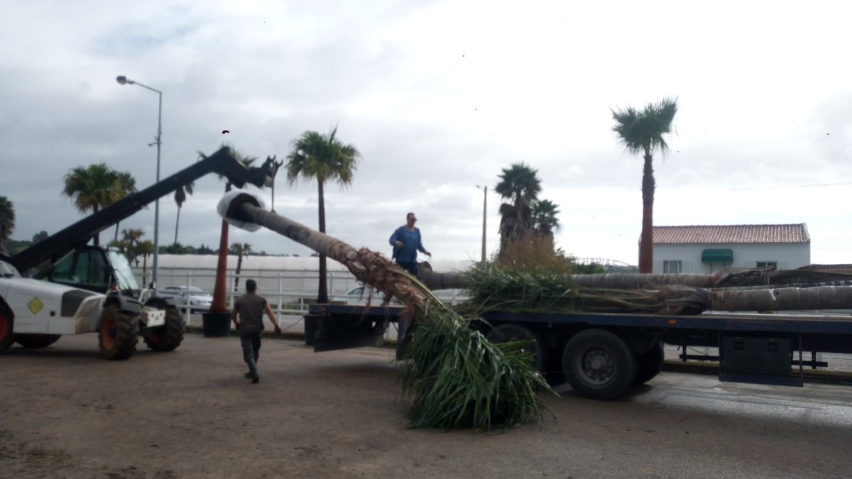 BenoitCsv's tweet image. Transport for a new project
arecastrum romanzoffianum