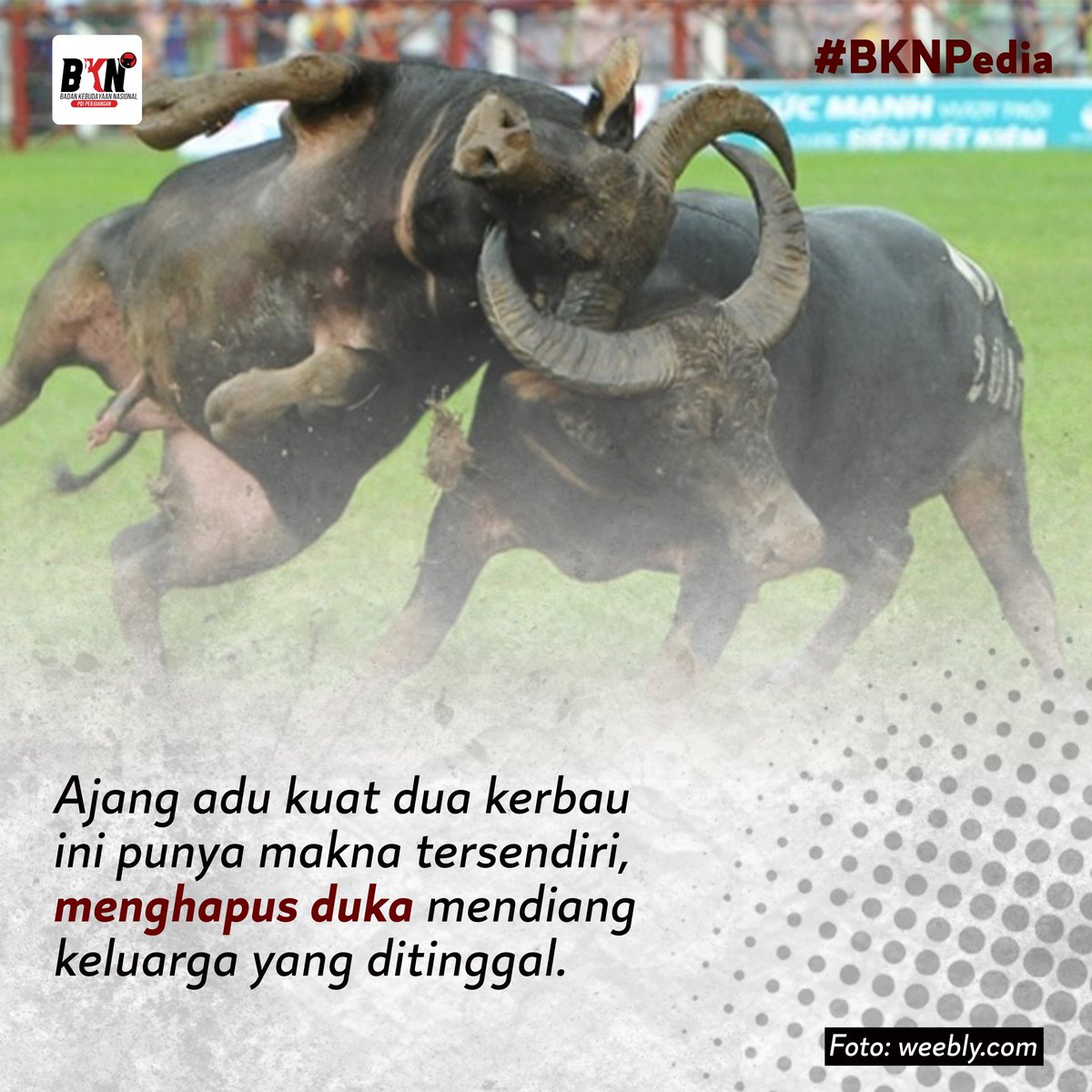 bknpusat1's tweet photo. Tradisi Mapasilaga Tedong atau Tedong Silage merupakan suatu atraksi yang dilakukan dalam rangkaian upacara kematian. Tradisi ini berupa adu kerbau atau dalam Bahasa toraja tedong. 

#BKNPedia
#BKNPDIPerjuangan
#PDIPerjuangan
#SolidBergerak
#MapasilagaTedong https://t.co/fj259xsQwm