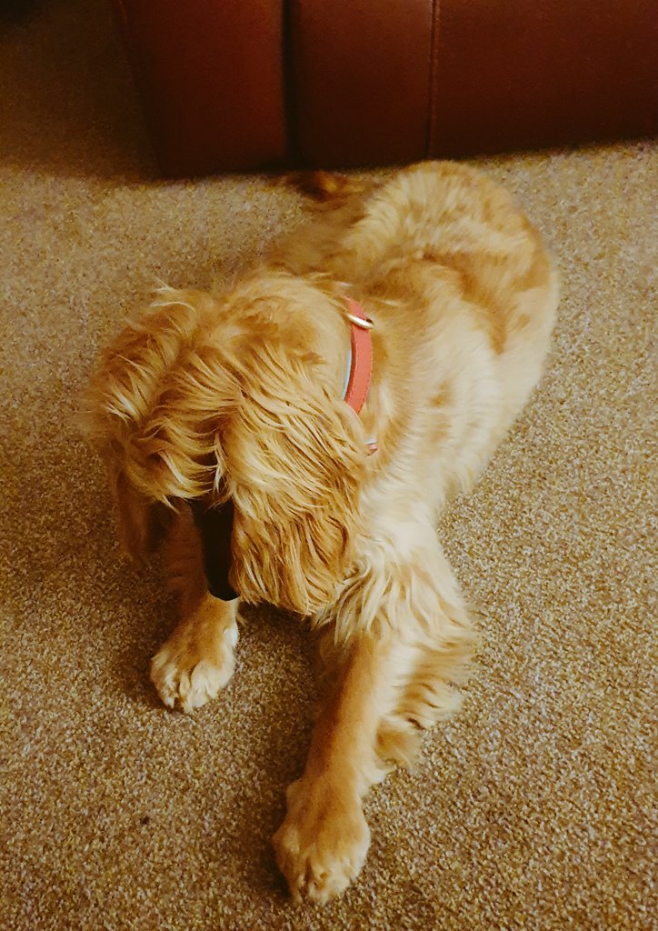 BonnieBess6's tweet photo. Good morning pupsters, have had to start the day by defending the house from a spider 🕷 invasion. I think I managed to trap it under my paw 🐾 mam says it's probably escapade under the sette. #DogsOnTwitter #dogsoftwitter #spider #bravepup https://t.co/eRI6bjuXgM