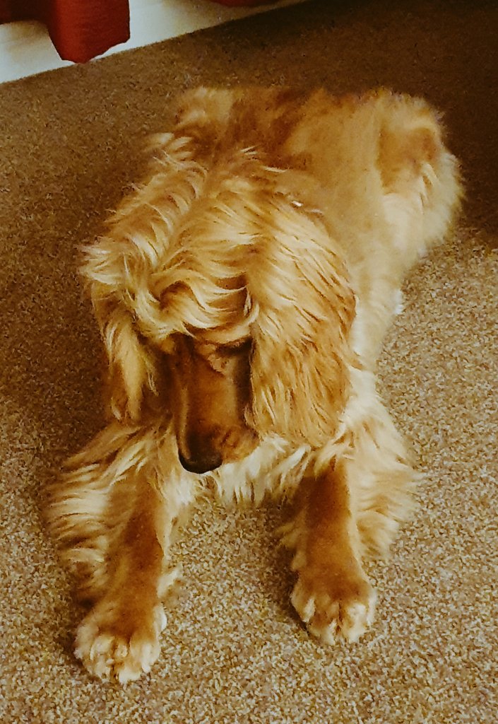 BonnieBess6's tweet photo. Good morning pupsters, have had to start the day by defending the house from a spider 🕷 invasion. I think I managed to trap it under my paw 🐾 mam says it's probably escapade under the sette. #DogsOnTwitter #dogsoftwitter #spider #bravepup https://t.co/eRI6bjuXgM