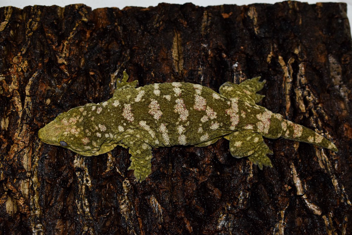 この程度のクオリティ、合計7匹のProve Leachianus成体メスを分譲します。 
興味のある方はお問い合わせください。