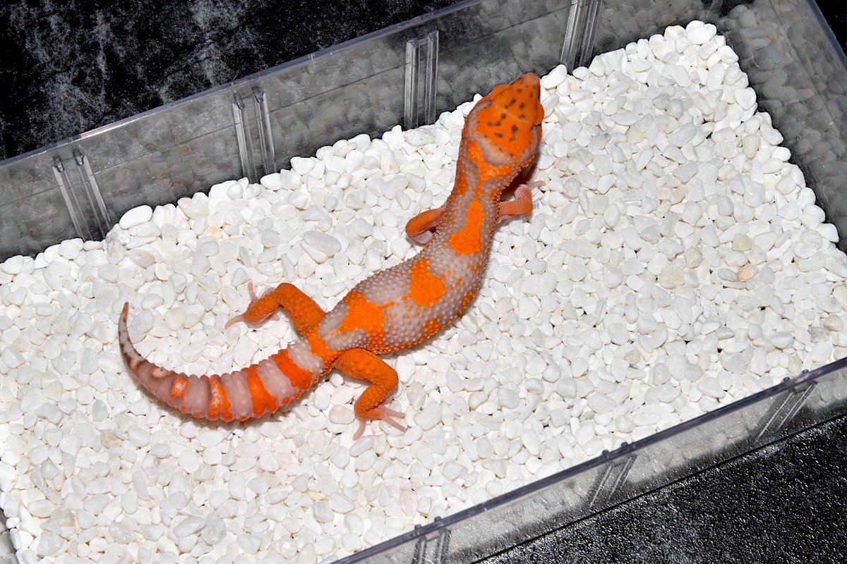 こんにちは. 
高いクオリティのLeopard Gecko分譲します。 
価格は比較的安くお送りします。
ご興味のある方はお気軽にお問い合わせください！
そしてLeopard Geckoの卸売も可能です。
100~500匹まで他の所より安くて 
良いクオリティの卸売をお送りします。 お問い合わせください！