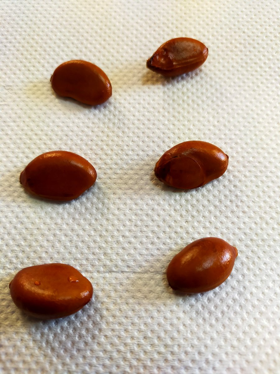 yurunou's tweet photo. 知り合いの農家さんから貰ったブラックサポテ
美味しく頂きました
種も発芽チャレンジしたいと思います

#ブラックサポテ
#種 #発芽 https://t.co/VZUDklcowi