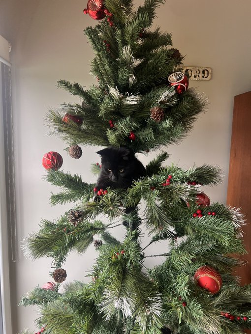 I don&rsquo;t remember putting this ornament in my Christmas tree&hellip; https://t.co/dHtRKDv8Kc<a href="/tag/lensa"class="tags"><span>#lensa</span></a>
