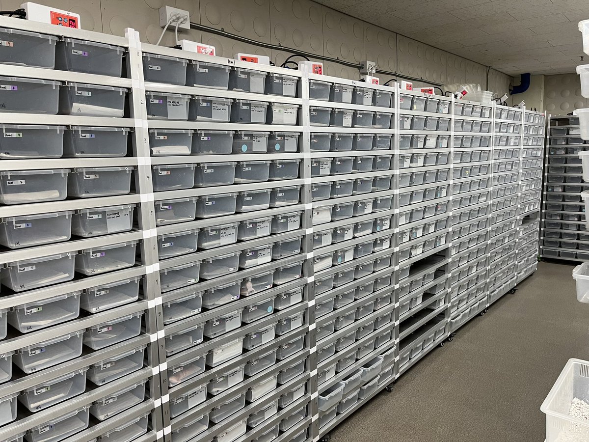 Fattail Gecko、Leopard Geckoを専門的に育てて繁殖する空間です。 ご希望のオブジェクトがございましたら、いつでもお問い合わせください。 良いクオリティ、良い価格でご案内いたします。