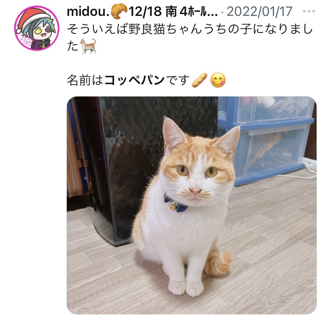 #今年も残りわずかなので2022年一番想定外だったことを発表する

【ちびフロとコッペパン】を描いた後に本当にコッペパンを拾った件🐈 