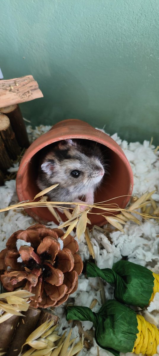 bodowhale's tweet photo. "I lub these oat sprays" #cheddar #hamster https://t.co/6lbdDxdiSO