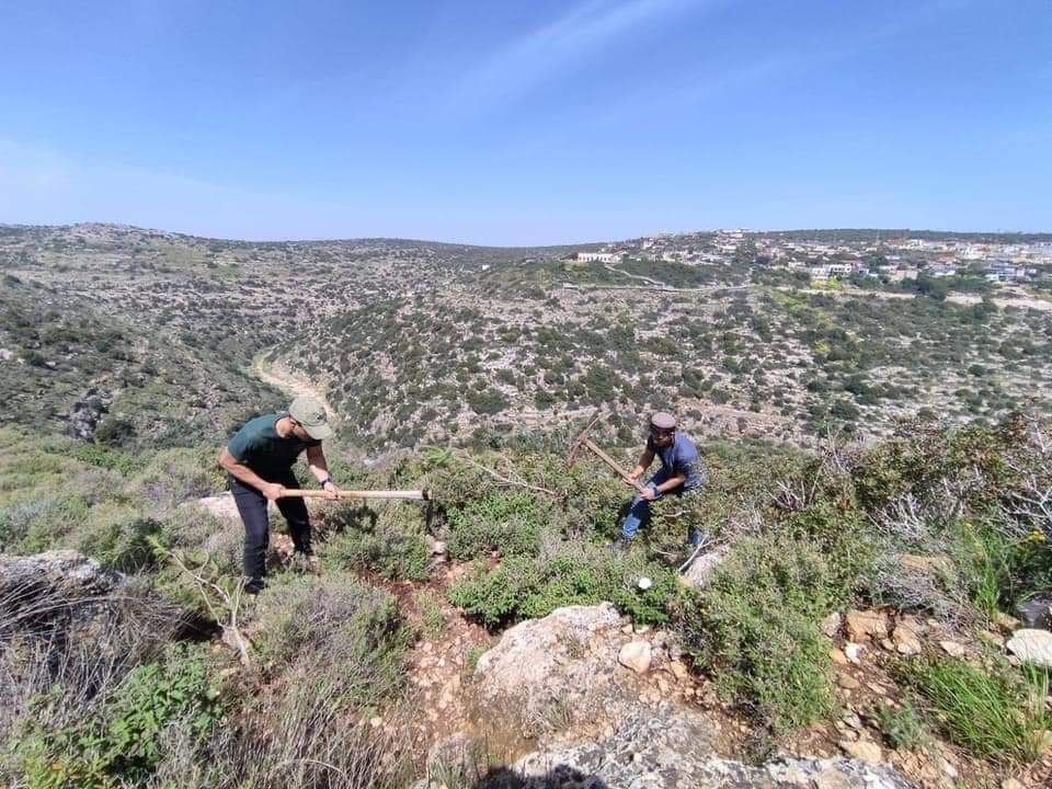 KhalilAsslan's tweet photo. דווח פלסטיני: "מתנחלים כרתו עצי זית בקרוואת בני חסן, מחוז סלפית" https://t.co/ODBXG89hAa