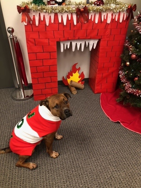 Rob is ready for the Holiday Season.  Thank you to our Contents Department for making our office cozy and warm.