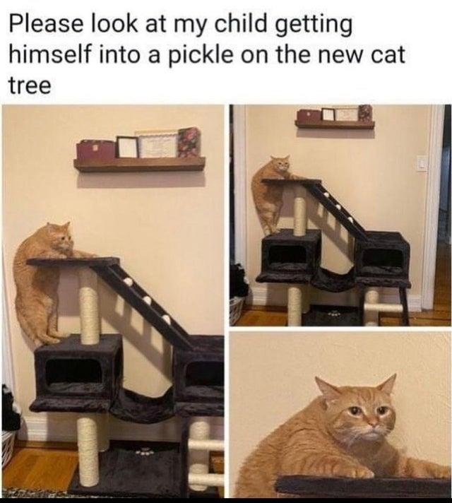 cats who share one braincell tweet media