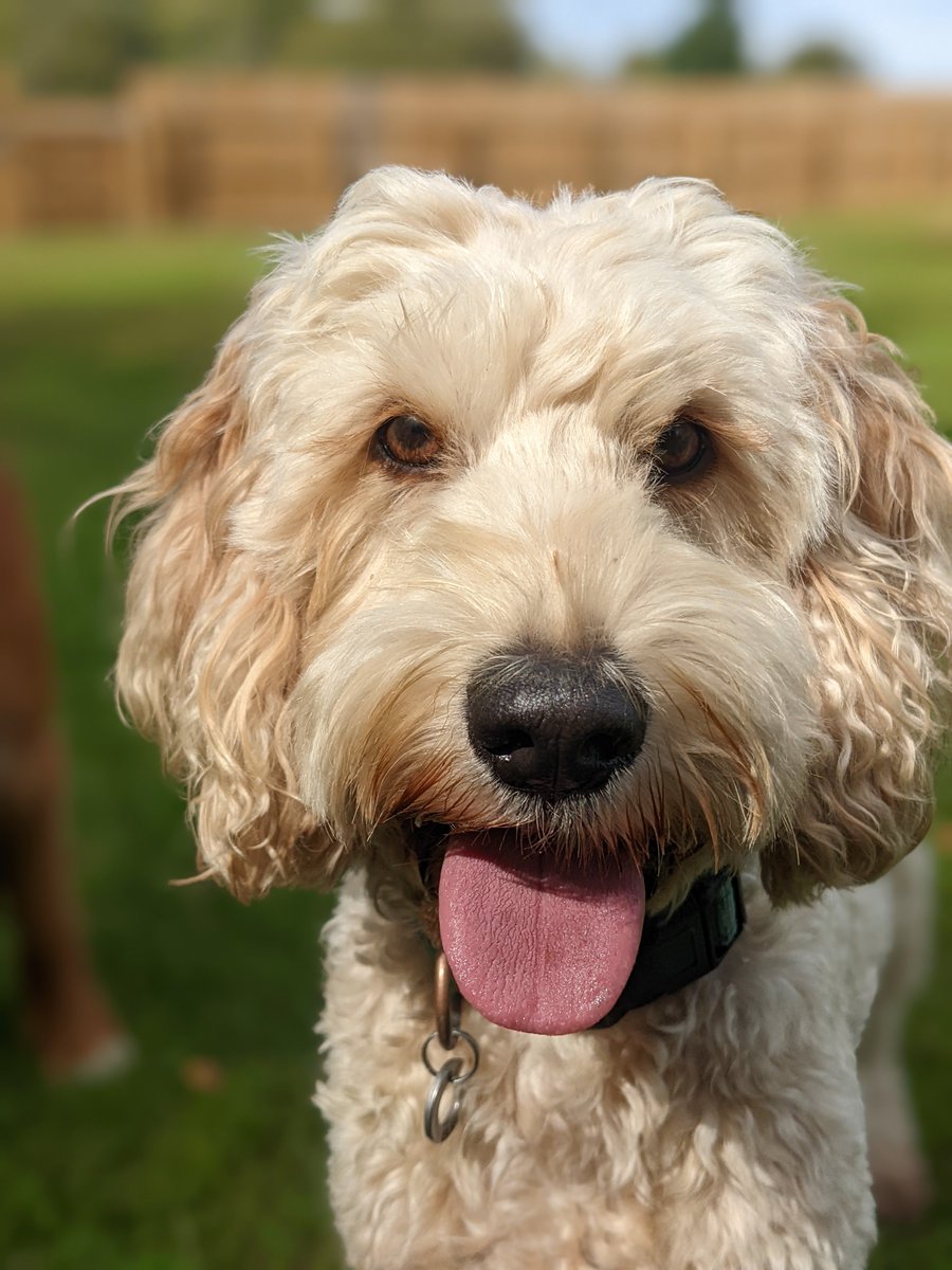 My Pet Walker tweet media