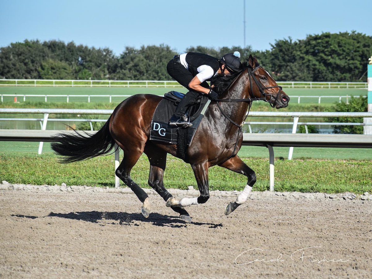 Flying Partners Racing tweet media