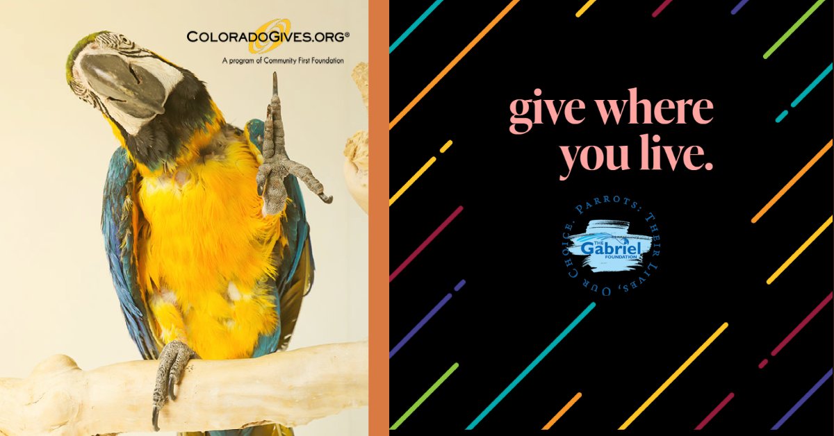 ColoradoGivesDay...for parrots in need - mailchi.mp/thegabrielfoun…