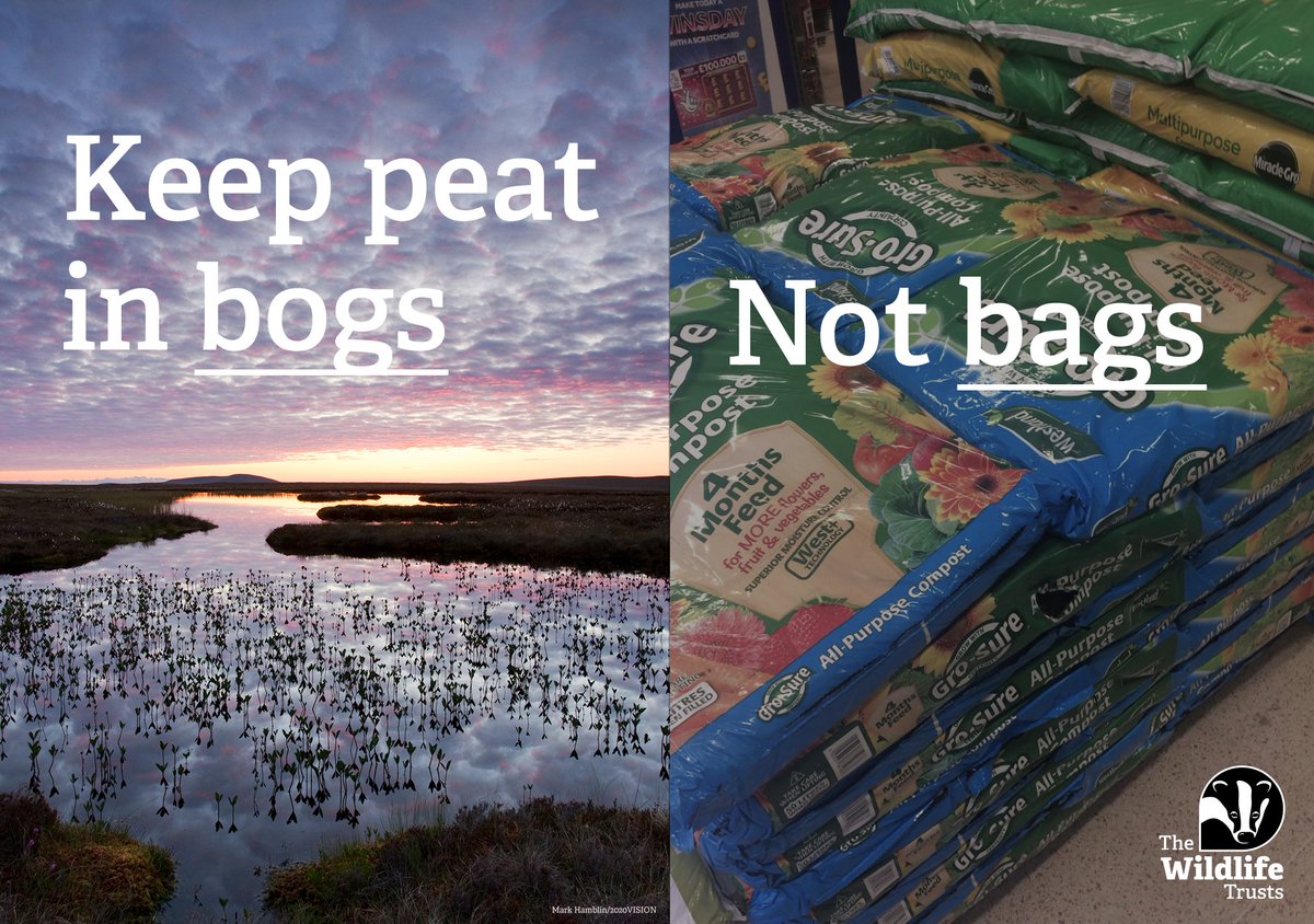 Fantastic news for our peatlands!

The Welsh government will ban the retail sales of peat in horticulture 🥳

There's no date yet, but the sooner the horticultural industry goes #PeatFree and keeps peat in #BogsNotBags the better for our climate & nature.

bit.ly/3Vy5dQh