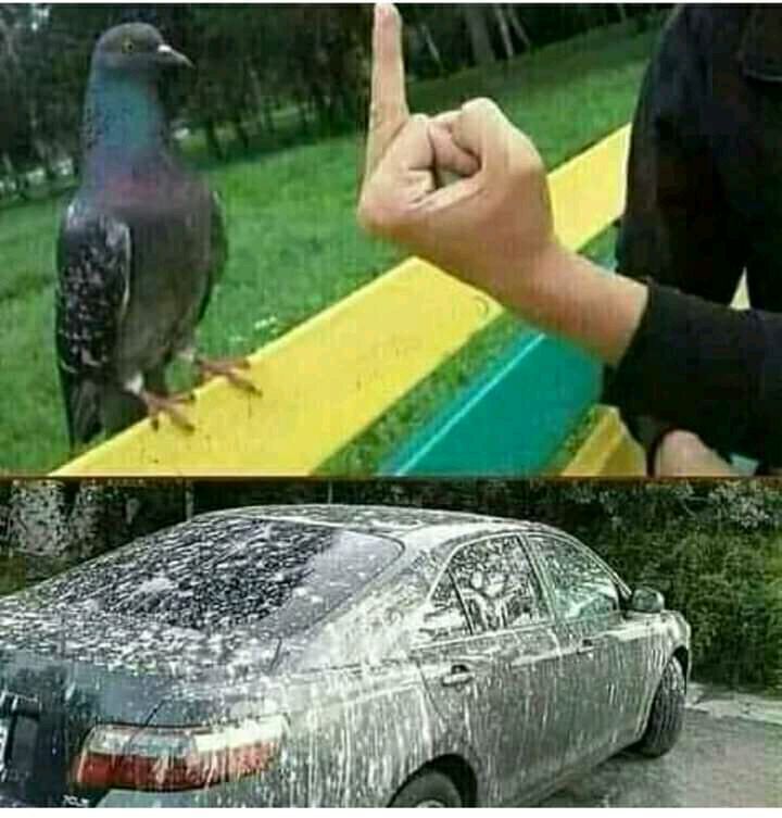 Noo_Contexts's tweet photo. Do not mess with this #bird #Memes #memories https://t.co/0hmSaQUixc