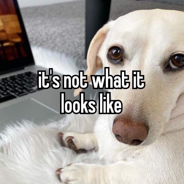 jingleben! ࿔ ceo of steddie ) on Twitter "this entire situation told in homophobic dog memes"