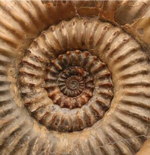 jurassic_coast's tweet photo. Call for Expressions of Interest - Brief for a feasibility study: Jurassic Coast World Heritage Site Museum

@jurassic_coast are now inviting Expressions of Interest to carry out the Feasibility Study.

#jurassiccoast #palaeontology #feasibilitystudy

https://t.co/7s0KRNdcgv https://t.co/ltejNe3bdS