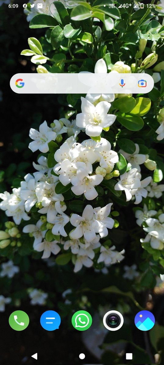 Smruti_Dream's tweet photo. My home screen. Love this flower since I took this picture. Flower name :#Kamini. It is hybrid variety and very fragrant. https://t.co/DOoNWeeDFf