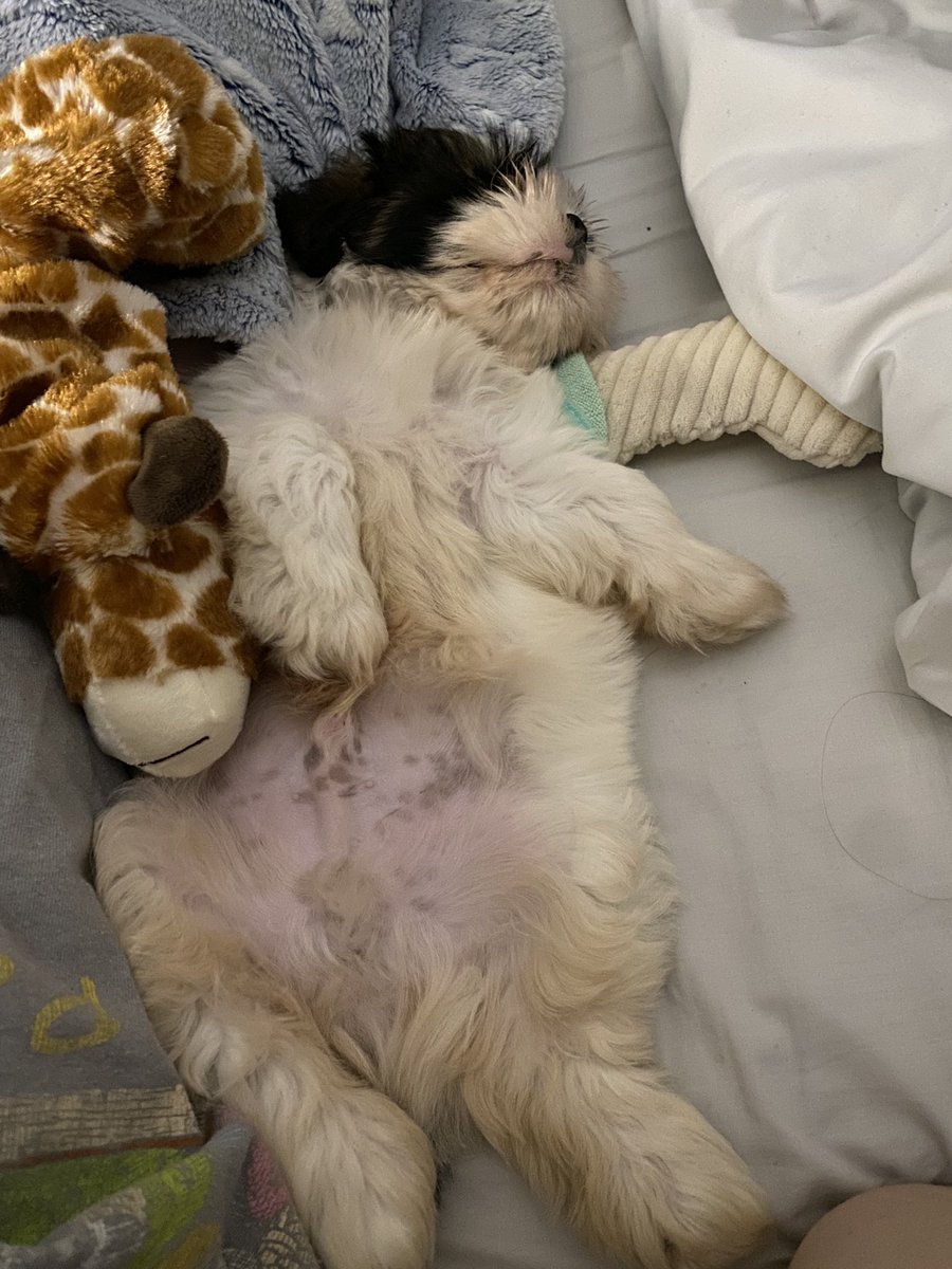 jaylinbl's tweet image. Mango Maui 🥭