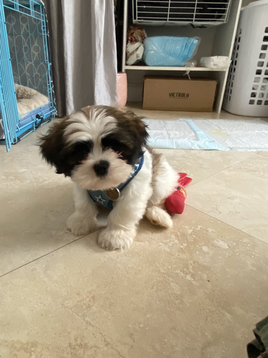 jaylinbl's tweet image. Mango Maui 🥭