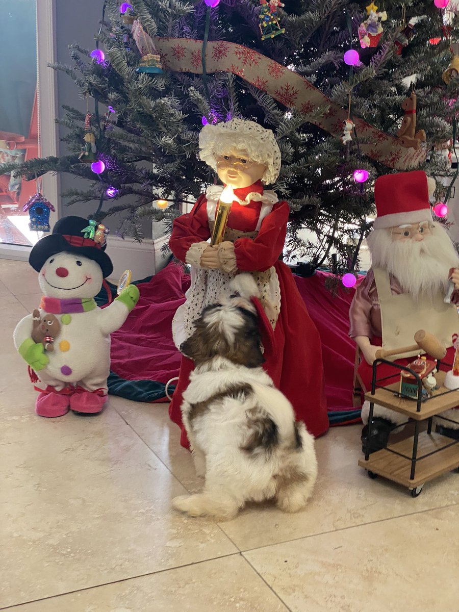 jaylinbl's tweet image. Mango Maui 🥭