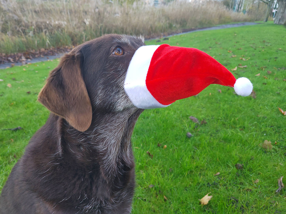 Leaning hard into the holiday spirit. 😆 #Sinterklaas