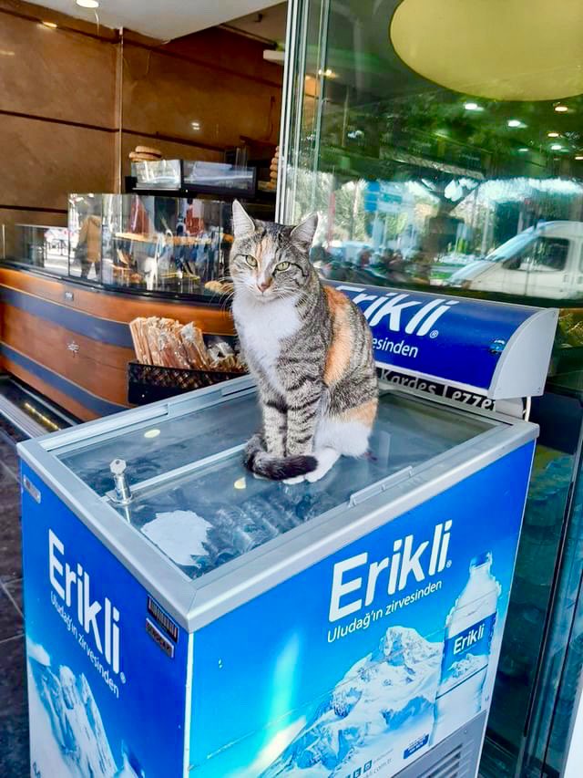 Bodegacats_'s tweet image. 