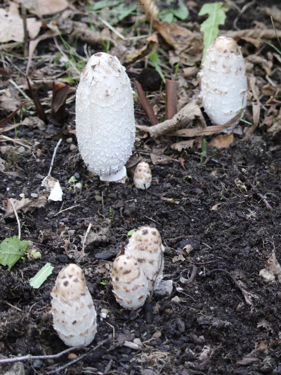 janepursey's tweet image. A fungi family #fungus #fungi