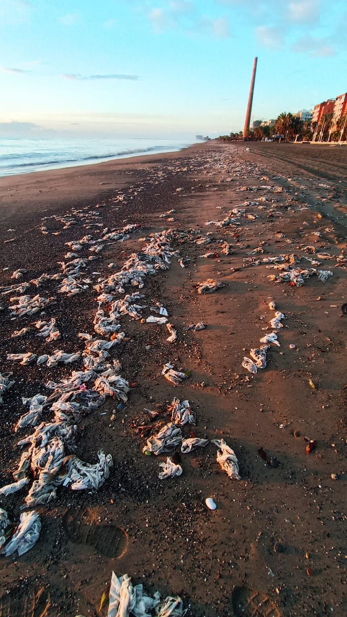 Evo_LB's tweet image. Playa de #Huelin esta mañana #Malaga cubierta de #toallitas higiénicas.Por la lluvia la depuradora habrá rebosado y habrán abierto compuertas y todo lo que tienen dentro "en reserva" va a parar a mar abierto y luego el temporal hace el resto. @AscoMalaga @malaga #noaprendemos