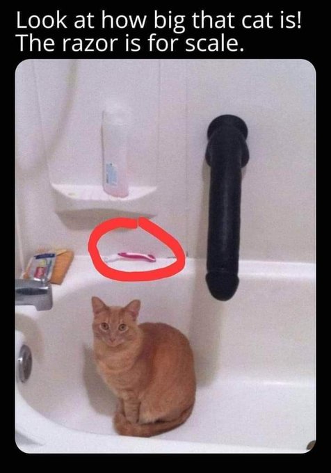 🐈&zwj;⬛️ https://t.co/kjspTyIDE2