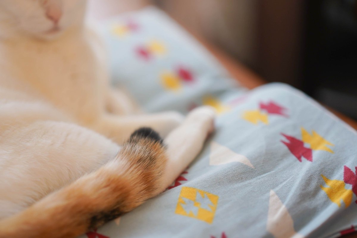 菜々川 彩 tweet media