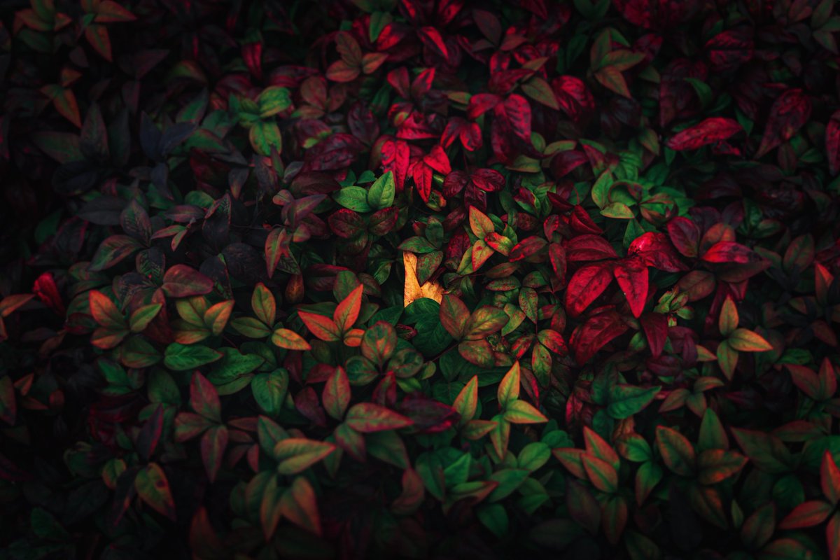 JesusGoto1's tweet photo. 紅葉撮りに行けなかったのでそこら辺の葉っぱを紅葉風にやり過ぎ加工🌿

#カメラ:#sonya7iii
#レンズ: #tamron2875 

SS：1/80
F値：F2.8
ISO：100

#photooftheday #sony #sonyalpha #lightroom #lightroomedits #fukuoka #fukuokajapan https://t.co/IwkQCs3ZhS